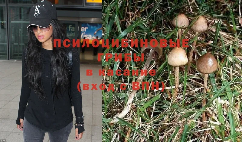 Псилоцибиновые грибы Magic Shrooms  blacksprut ONION  Новомосковск 